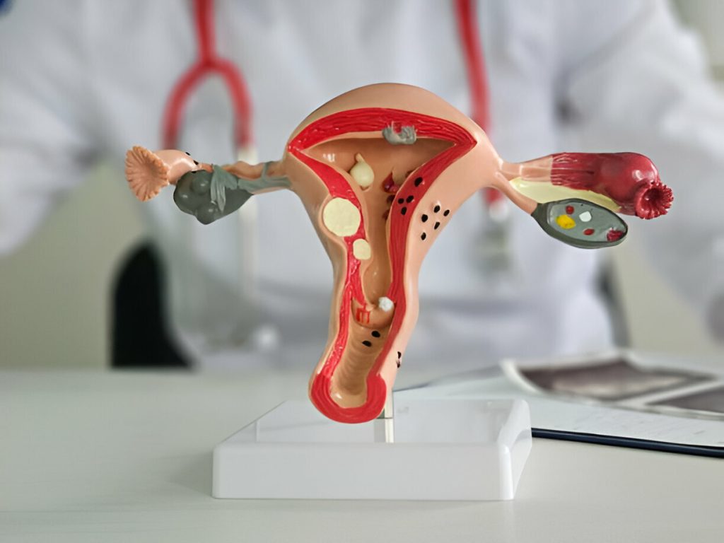 Anatomy And You: Understanding The Female Body